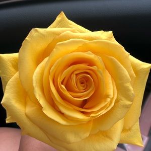 Meet your Posher, Daisy